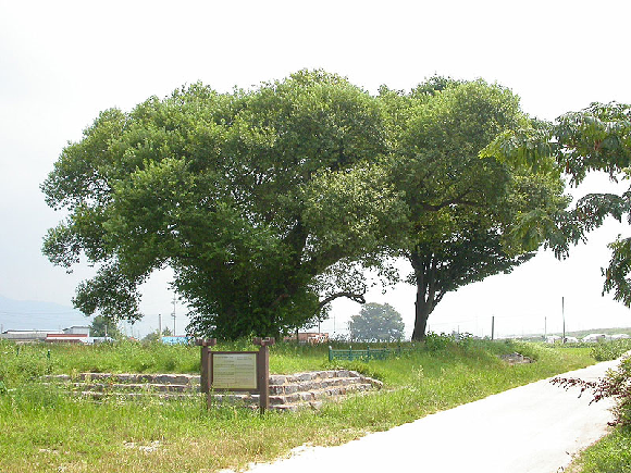 성덕왕 버드나무