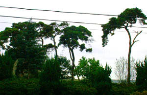 마산리 소나무