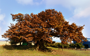 Zelkova