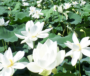 Haso White Lotus Festival