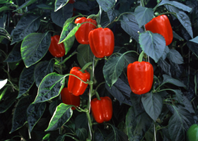 image_6.jpg