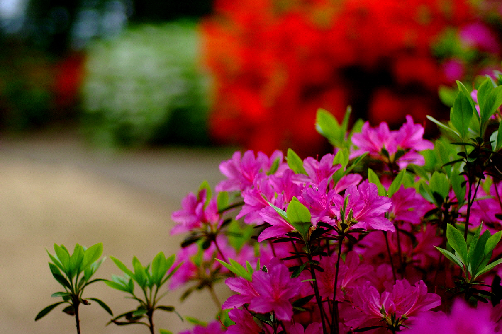 사창산의 봄