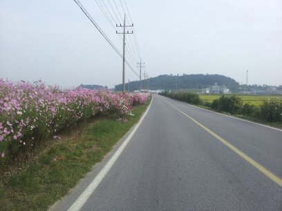 코스모스길(소재지 입구)