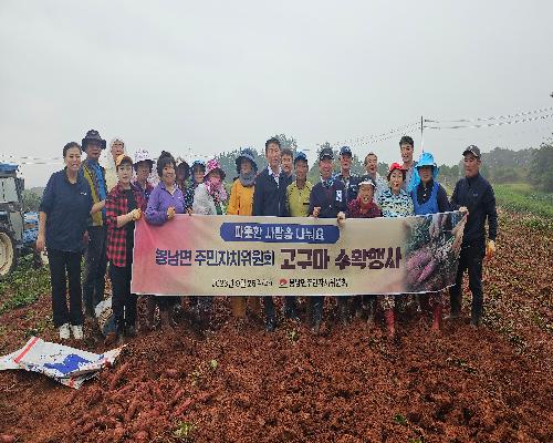 봉남면 주민자치위원회 고구마 수확 행사 사진