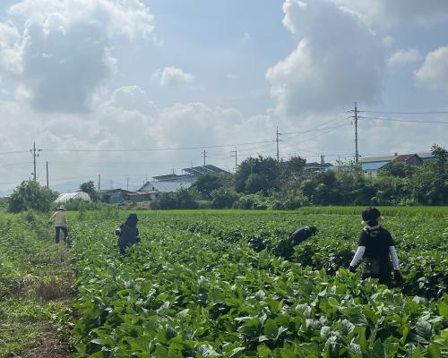 2025년 황산면 주민자치위원회 특색사업 콩재배 사업
