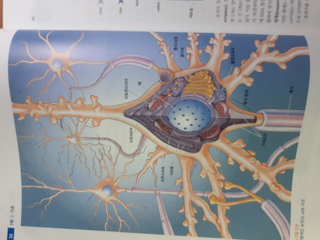 뉴런 이미지(2)