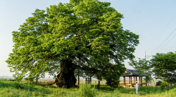 김제 행촌리 느티나무 이미지(1)
