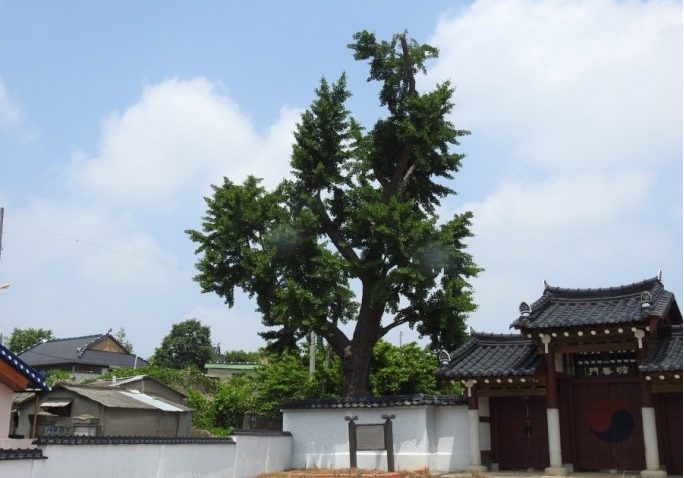 팔효사의은행나무 이미지(1)