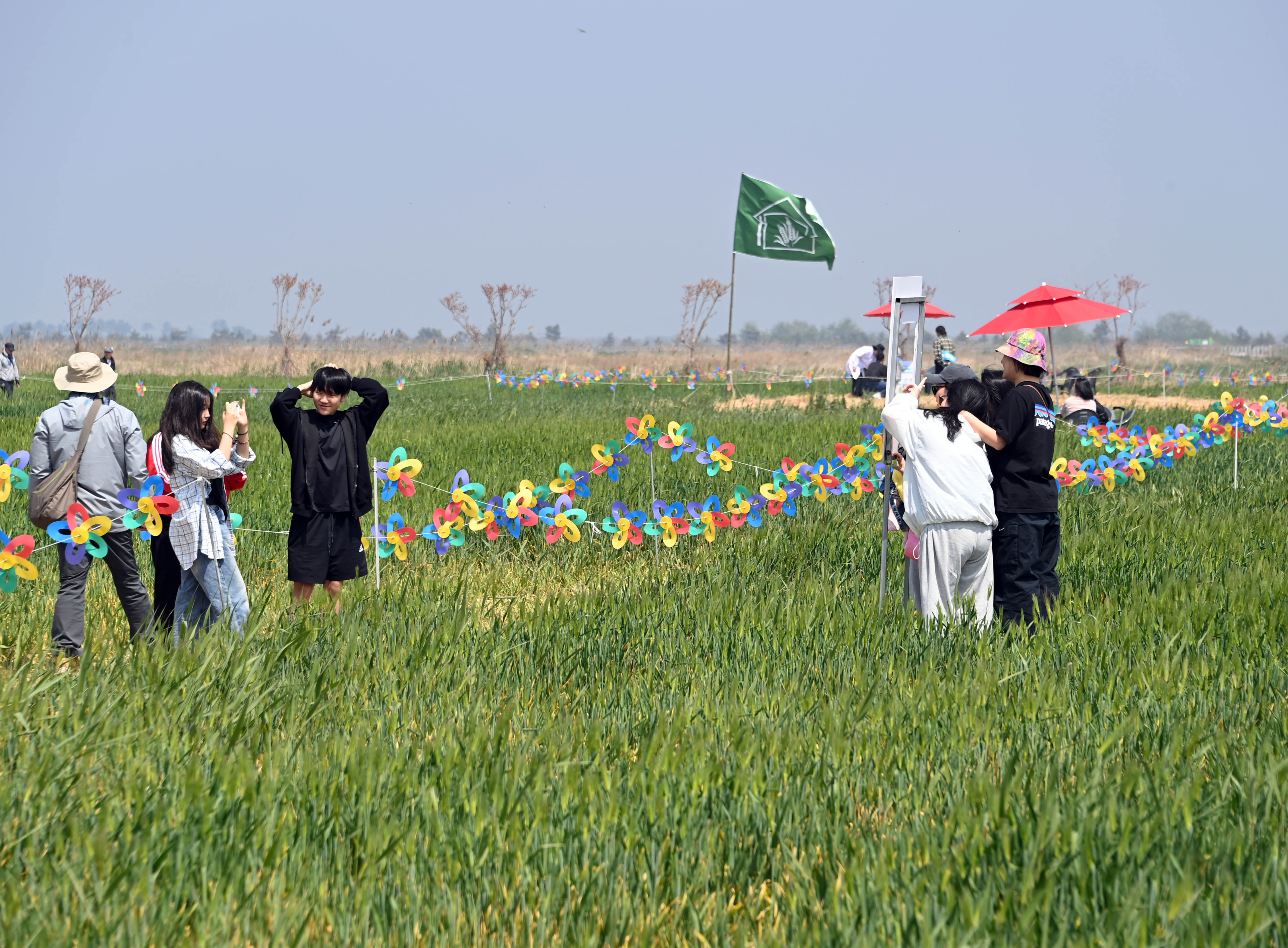 새만금보리밭축제3 (33).JPG