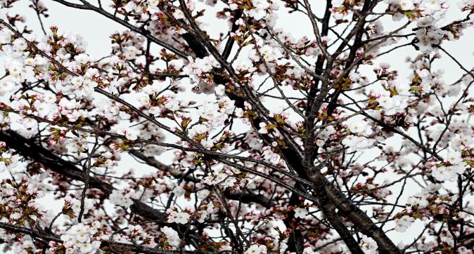 꽃빛드리축제사전답사 (4).JPG