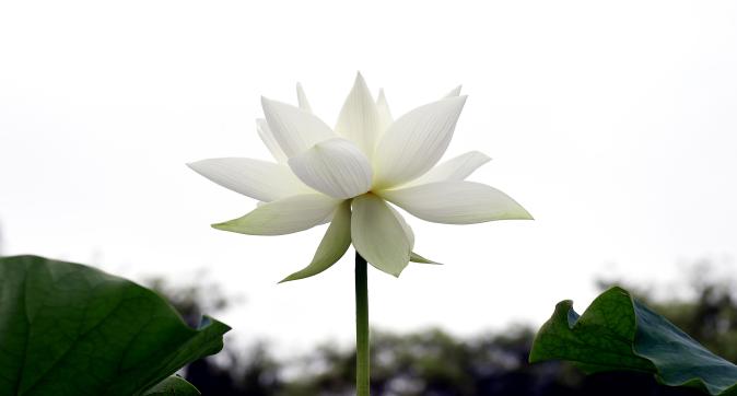 제25회하소백련축제 (13).JPG