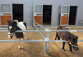 나인캐슬/승마체험