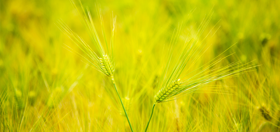 Horizon Barley