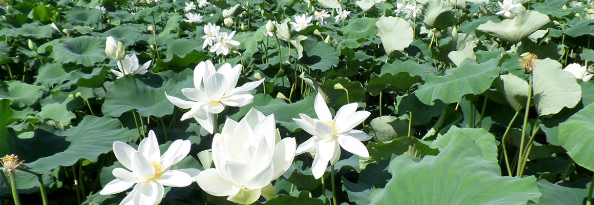 Haso White Lotus Festival